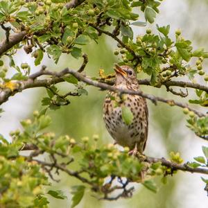 Song Thrush