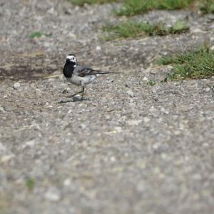 White Wagtail