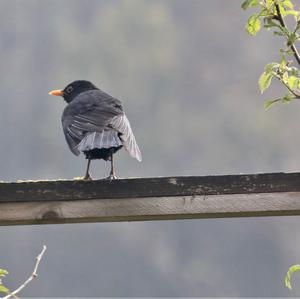 Eurasian Blackbird