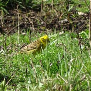 Yellowhammer