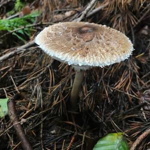 Parasol Mushroom