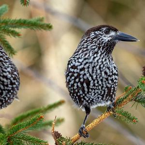 Spotted Nutcracker