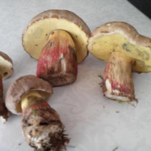 Scarlet-stemmed Bolete