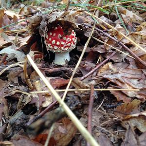 Fly Agaric