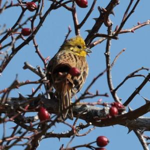 Yellowhammer