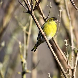 Eurasian Siskin