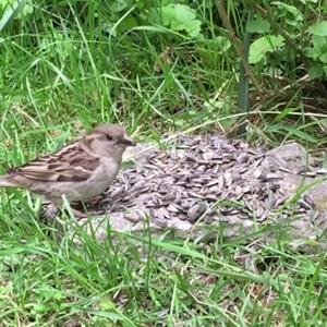 House Sparrow