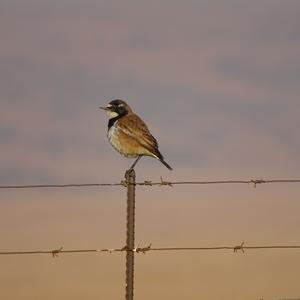 Capped Wheatear