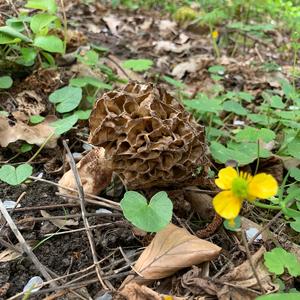 Yellow Morel