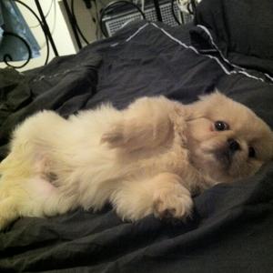 Pekingese