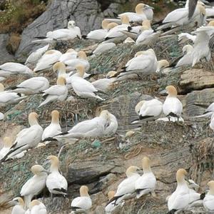 Northern Gannet