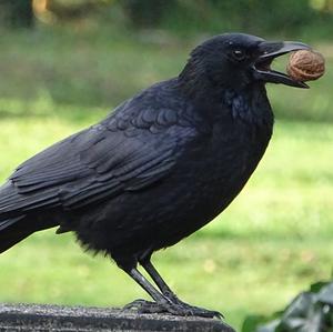 Carrion Crow