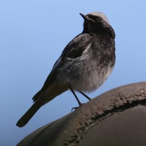 Black Redstart