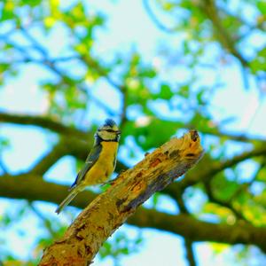 Blue Tit