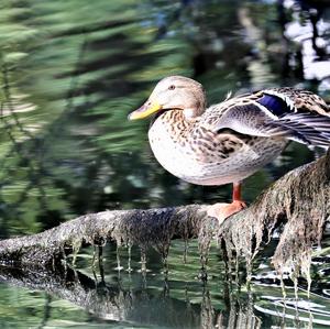 Mallard