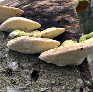 Gill Polypore