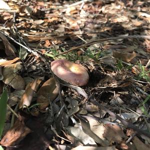 Bare-toothed Russula