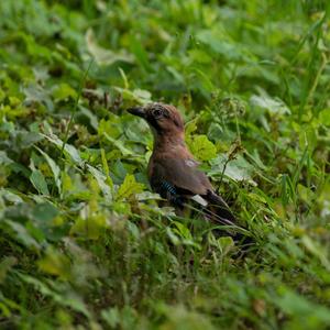 Eurasian Jay