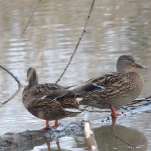 Mallard