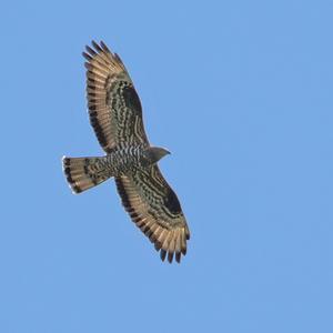 European Honey-buzzard