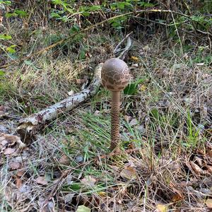 Parasol Mushroom