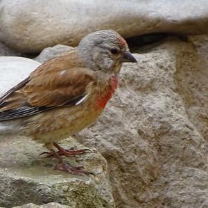 Eurasian Linnet