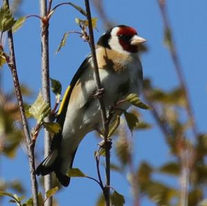 European Goldfinch