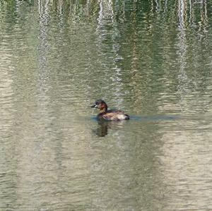 Little Grebe