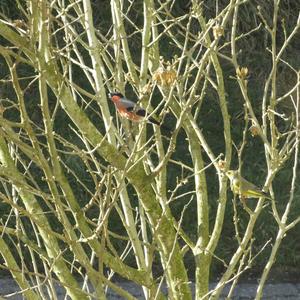 Eurasian Bullfinch