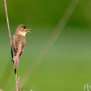 Eurasian Reed-warbler