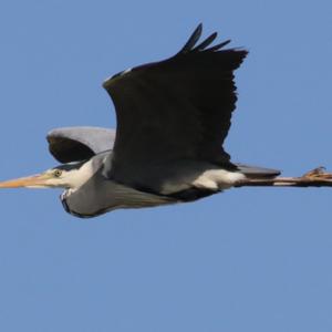 Grey Heron