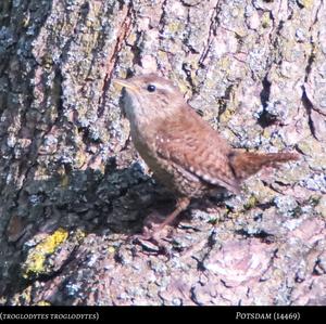 Winter Wren