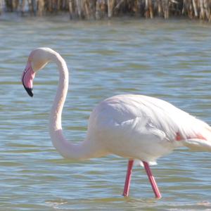 Greater Flamingo