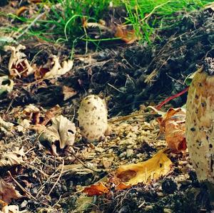 Shaggy Mane