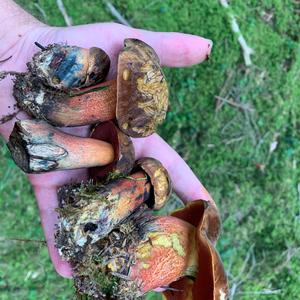 Dotted-stem Bolete