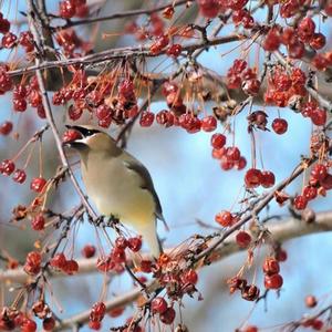 Cedar Waxwing