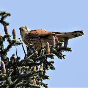 Common Kestrel