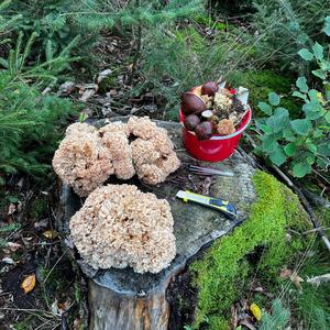 Eastern Cauliflower Mushroom