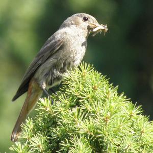 Common Redstart