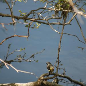 Grey Wagtail