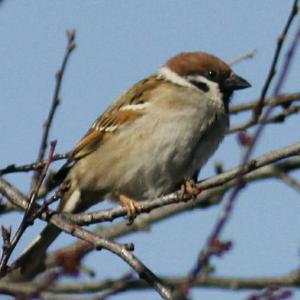 Eurasian Tree Sparrow