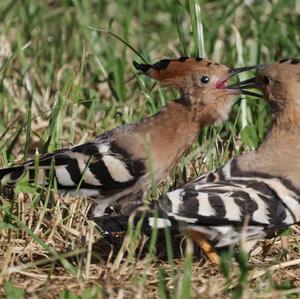 Eurasian Hoopoe