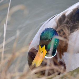 Mallard