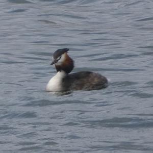 Great Crested Grebe