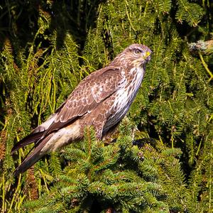 Mäusebussard