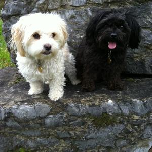 Unknown Breed