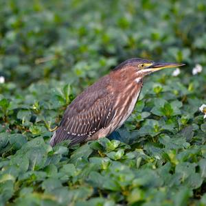 Green Heron