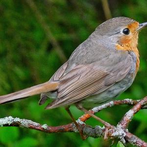 European Robin