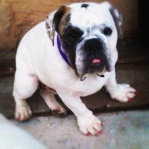 Englische Bulldogge