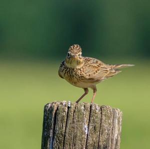 Eurasian Skylark